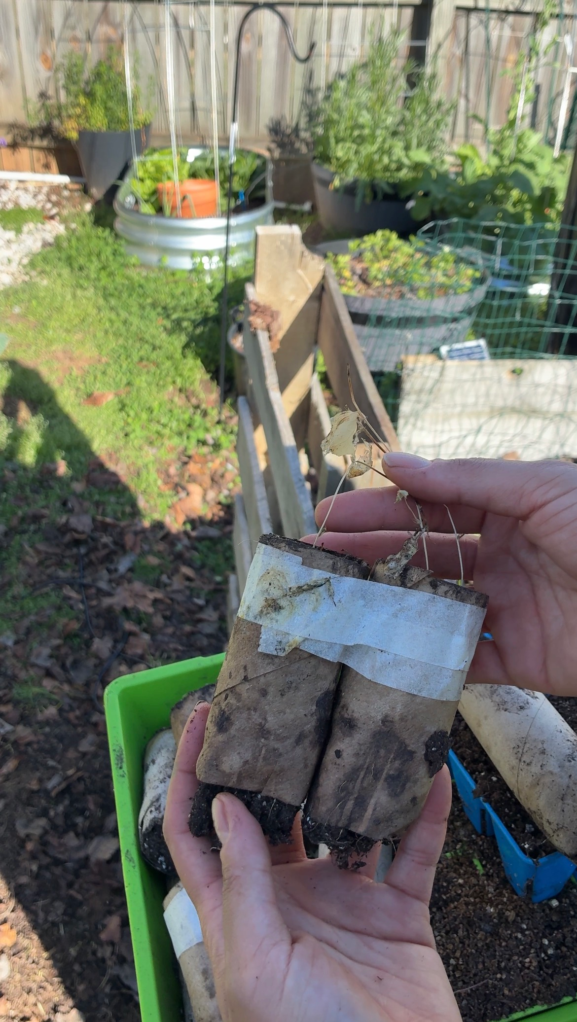 When Things Go Wrong in the Garden: A Seedling Update