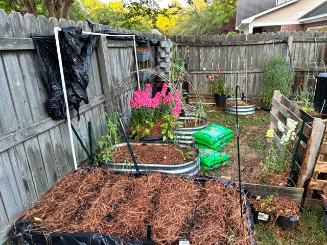 Seed to Bloom Series Part 1 | Direct Sow Check In — Did They Germinate?
