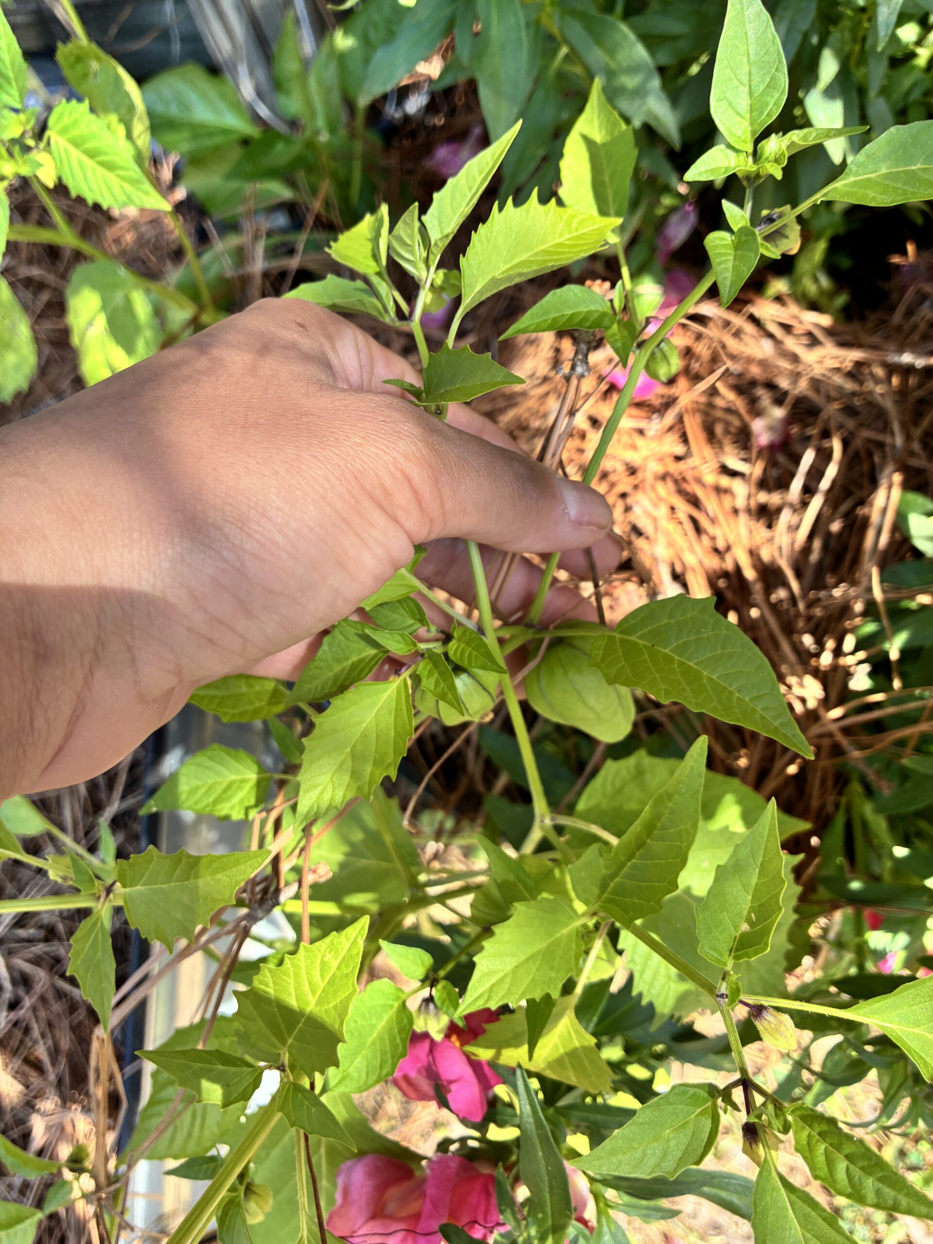 Mid Week Garden Check In + Behind the Scenes of Sister Roots Farm
