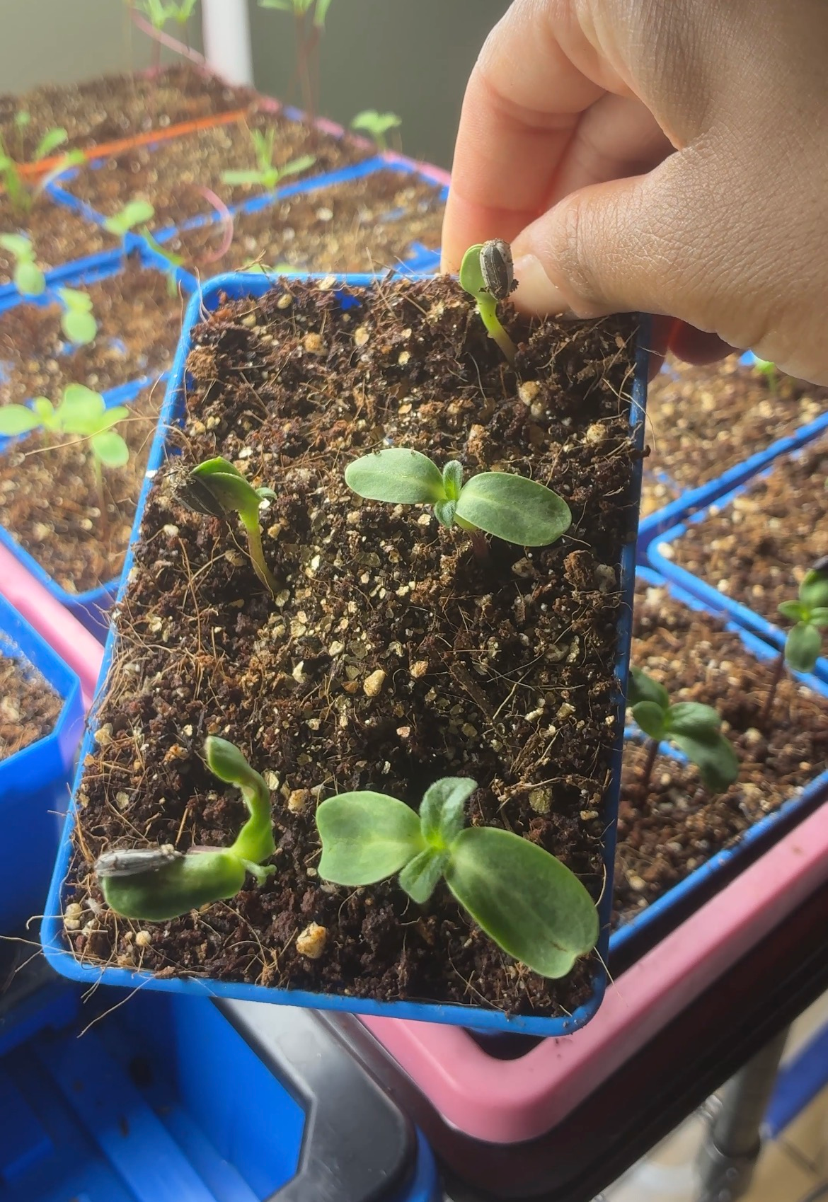 Seed to Bloom Series Part 2 | Indoor Seedling Update Under Grow Lights