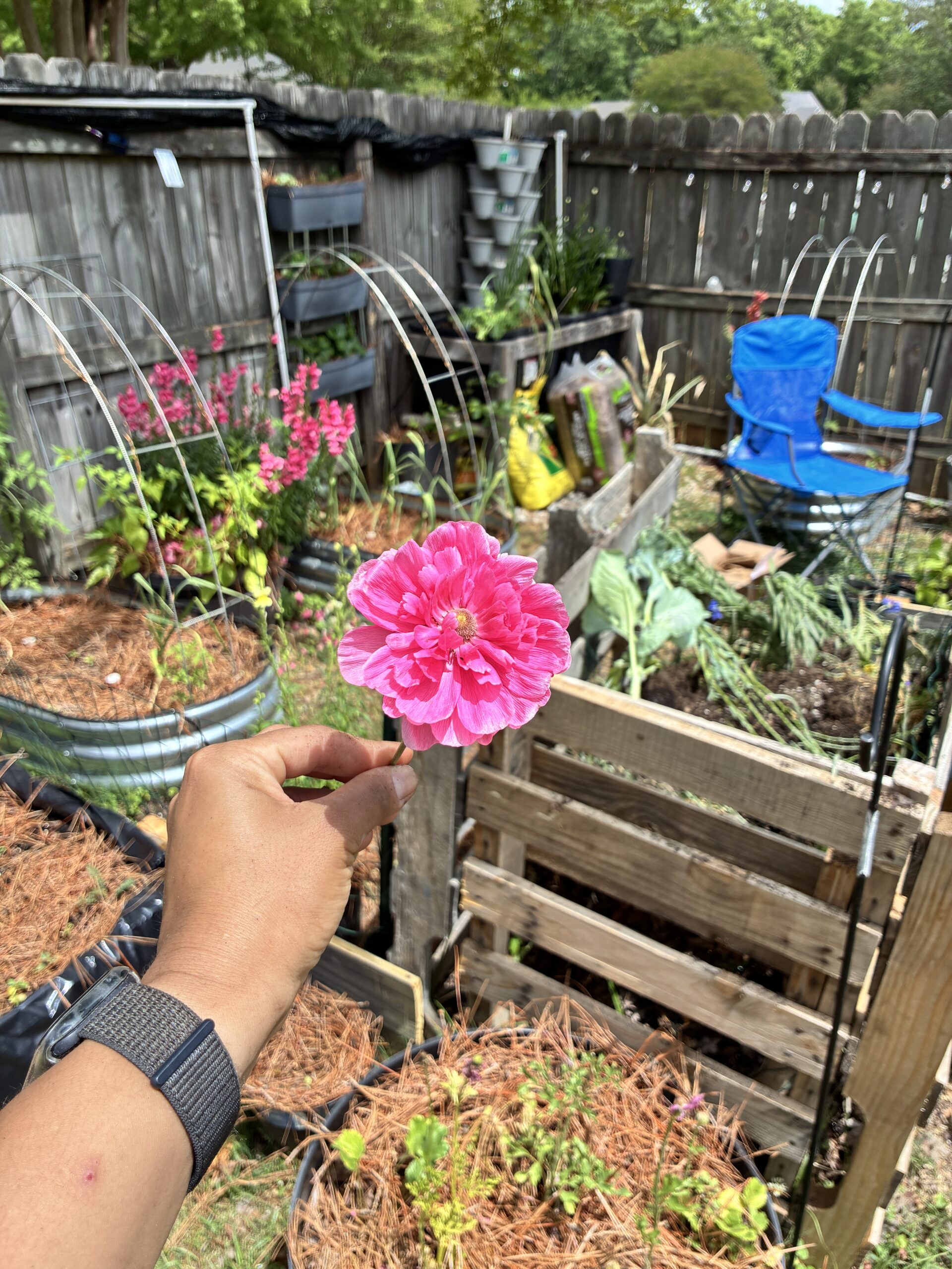 Garden Check In | Transplant Day & Seed to Bloom Updates