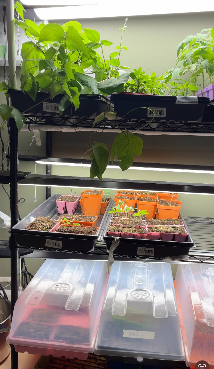 Seed Starting Setup Update | 5 Lights & A 3 Tier System