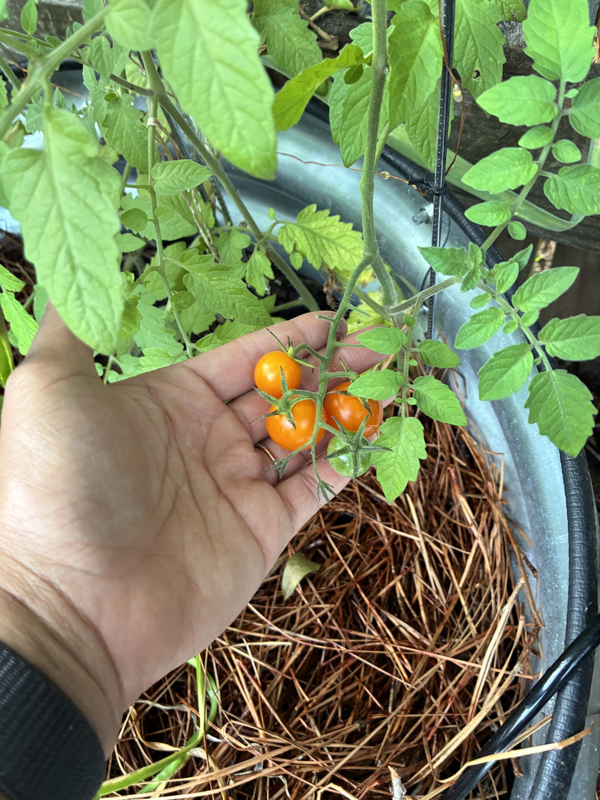 Tracking Bloom Dates, Tomatoes Ready to Harvest & Surprise Compost Finds